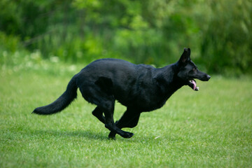 german shepherd dog on grass