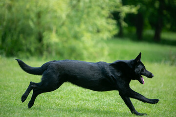german shepherd dog on grass