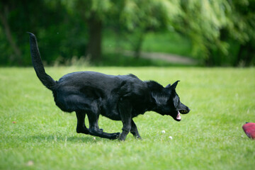 german shepherd dog on grass