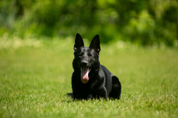 german shepherd dog on grass