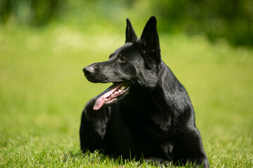 german shepherd dog on grass