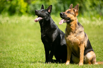 german shepherd dog on grass