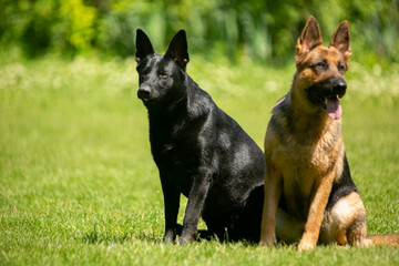 german shepherd dog on grass