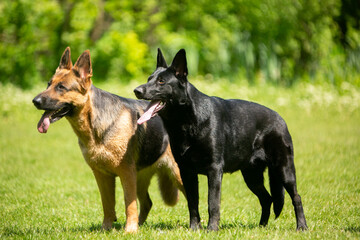 german shepherd dog on grass