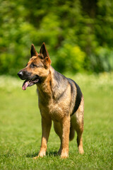 german shepherd dog on grass