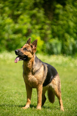 german shepherd dog on grass