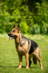 german shepherd dog on grass