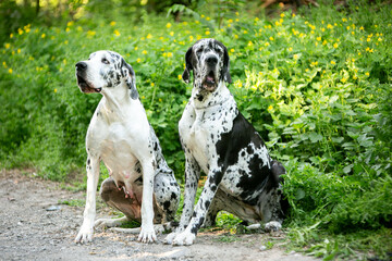 great dane dog