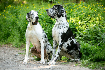 great dane dog