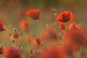Obraz premium Mohnblumen in der Abendsonne