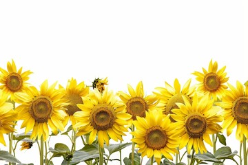 Bright yellow sunflowers against a white background, showcasing their vibrant petals and natural beauty in a row.