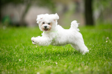 Bichon Frize dog in a green park