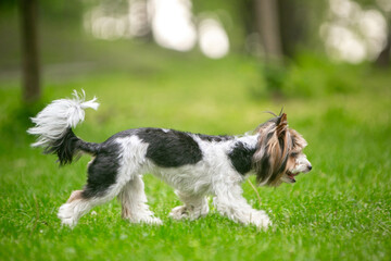 Yorkshire terrier dog in a green park