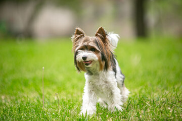 Yorkshire terrier dog in a green park