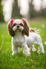 Shih Tsu dog in a green park