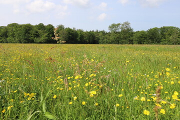 A vast field stretches out under a clear sky, its expanse dotted with the cheerful yellow of blooming buttercups. The wide view captures the vibrant meadow leading up to the edge of a forest.
