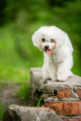 Bichon Frize dog in a green park
