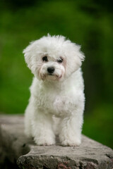 Bichon Frize dog in a green park