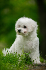 Bichon Frize dog in a green park