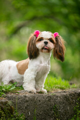Shih Tsu dog in a green park