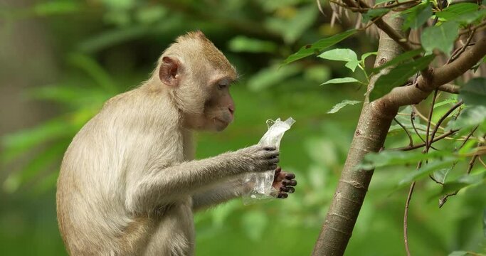 Monkey eat remained food from plastic bag. Plastic pollution in the jungle, is an environmental problem. High definition shot at 4K video footage. 