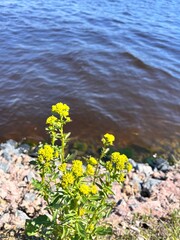 Blooming wildflowers. Yellow Barbarea vulgaris. Floral wallpaper