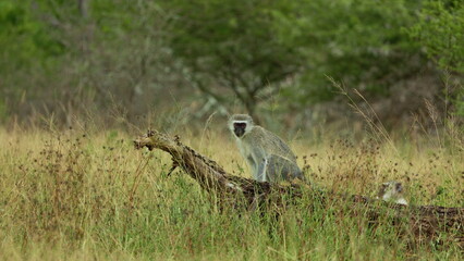 Animal. Vervet Monkey sitting alone in high grass in savannah. Monkey baby funny scene wildlife exotic forest. Monkey isolated sitting trees. Close-up. Wildlife of endangered animal species