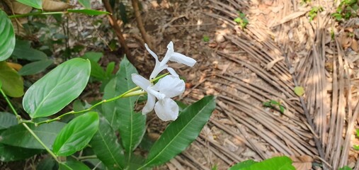 White wind flower in garden s