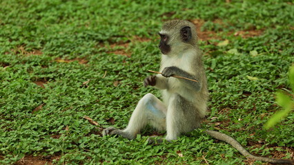 Small young cute vervet african monkey play with a strick, Kruger National Park. Safari in national parks. Africa national park in natural habitat. Wildlife of endangered different animal species
