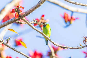 Blue-throated barbet  birds on the Red Cotton flower tree.