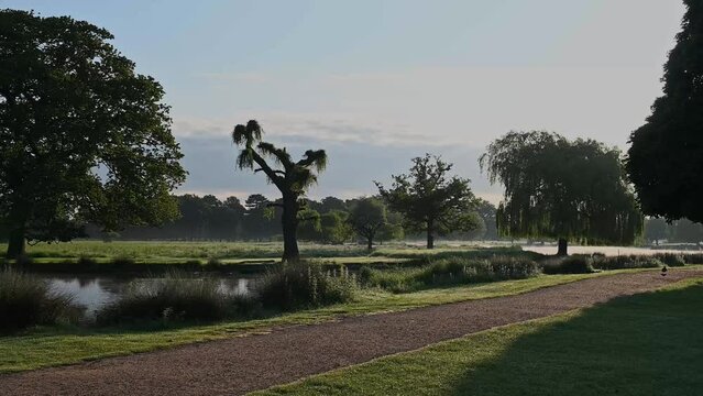 Early backlit morning at Bushy Park ponds in Surrey UK