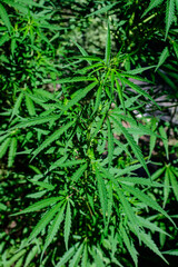Fresh green organic hemp or cannabis leaves cultivated in an urban garden, in a summer day, beautiful outdoor monochrome green background photographed with soft focus, urban gardening.