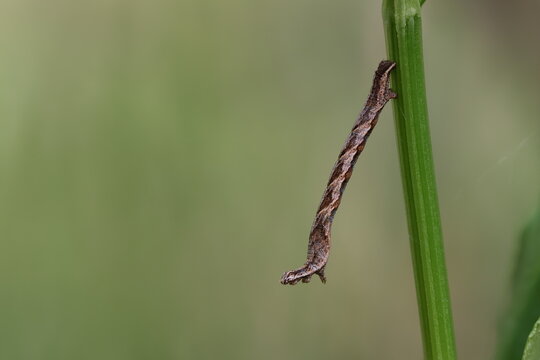 The blood-vein (Timandra comae) moth caterpillar
