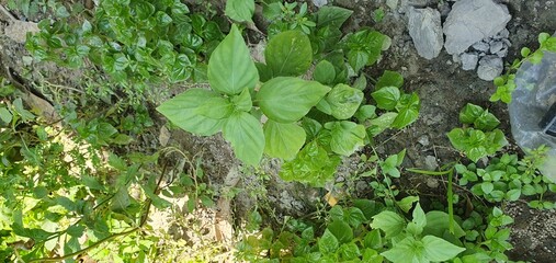 Fototapeta premium village unknown leaf captured in