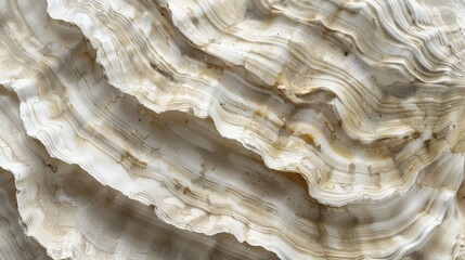 Rough Oyster Shell Texture Closeup Showing Layered Patterns and Organic Details for Nature-Themed Designs