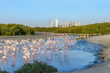 flamingo at Ras Al Khor Wildlife Sanctuary in Dubai