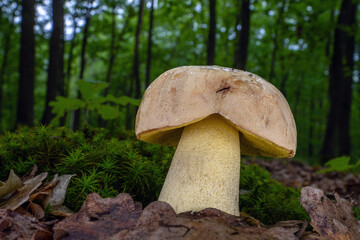 Iodine bolete (Hemileccinum impolitum, Boletus impolitus) in the oak forest