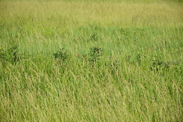 Green Grass in a Farm Field