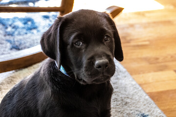 black labrador retriever