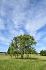Obraz premium Weeping Willow Tree in a Field