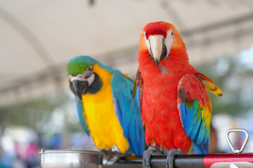 Blue gold macaw and scarlet macaw  parrot standing on a perch.