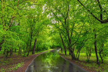Wet asphalt road in dense green jungle