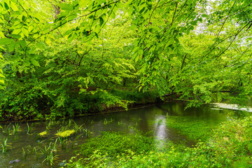 Small river in dense green jungle