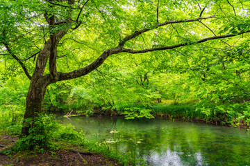 Small river in dense green jungle