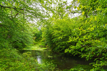 Small river in dense green jungle