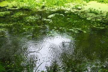 Heavy rain in the jungle