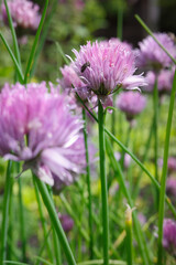Close-up of vibrant purple chive flowers in a garden with intricate petals and a small insect perched on one.