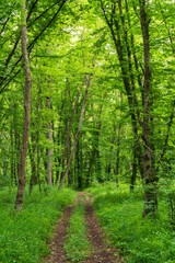 Fototapeta premium Dirt road in dense green forest