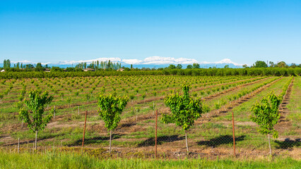 Plantation of fruit trees against snowy mountains background