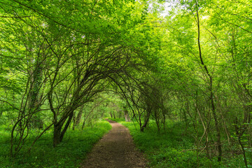 Obraz premium Trekking trail in dense green forest